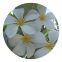 Almost Edible Frangipani stickers