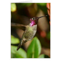 almost - Hummingbird cards by pageandturner almost - Hummingbird cards