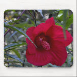 Almost Opened Hibiscus mousepads