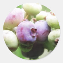 Almost Ripe - Blueberries Round Stickers