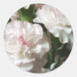 Almost White Carnations 4 Stickers