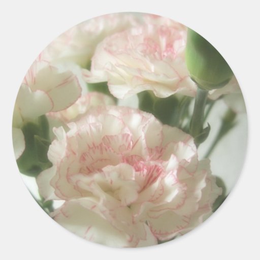 Almost White Carnations 6 Stickers