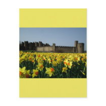 Alnwick Castle from the Gardens Postcards