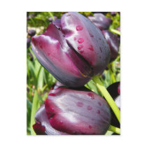Alnwick Garden Tulips Postcards