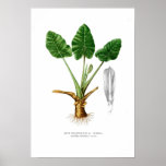 Alocasia montana posters