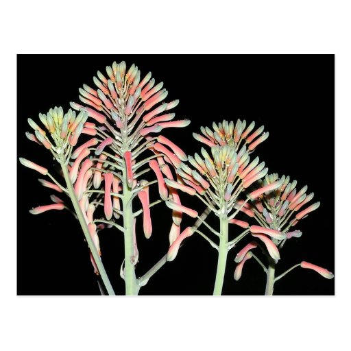 Aloe Blossom Postcard