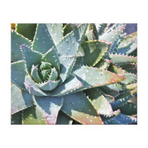 Aloe brevifolia by Debra Lee Baldwin canvas prints