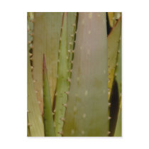 Aloe close-up Postcard