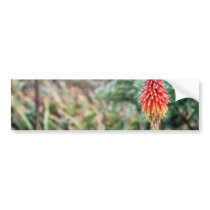 Aloe Flower bumper stickers