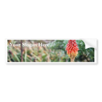 Aloe Flower bumper stickers