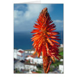 Aloe flower cards