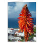 Aloe flower cards