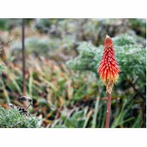 Aloe Flower photo sculptures