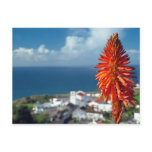 Aloe flower postcards