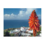 Aloe flower postcards