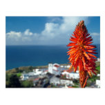 Aloe flower postcards
