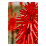 Aloe flowers card