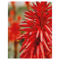 Aloe flowers flyers
