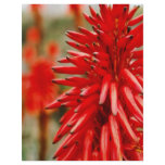 Aloe flowers flyers