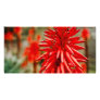 Aloe flowers photo cards