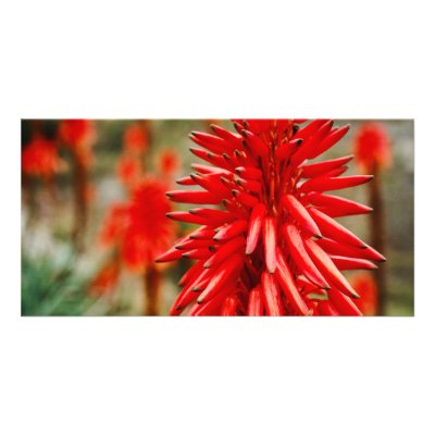 Aloe flowers photo cards by gavila_pt