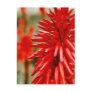 Aloe flowers post cards