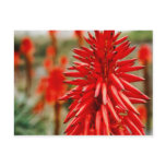 Aloe flowers postcard
