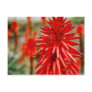 Aloe flowers postcard