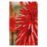 Aloe flowers stationery
