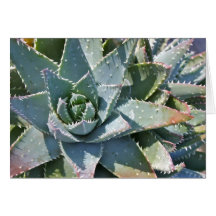 Aloe note card by Debra Lee Baldwin