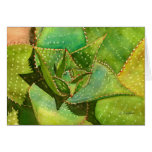 Aloe notecard