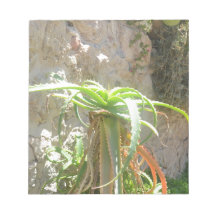 Aloe Plant. Scratch Pad