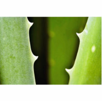 Aloe Vera Acrylic Cut Out