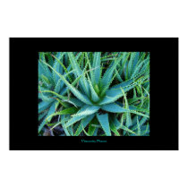 Aloe Vera posters