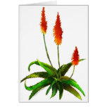 Aloe watercolor card