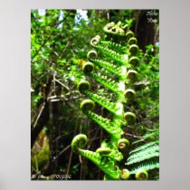 Aloha 'Āina - 'Ama'u Fern