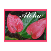 Aloha Anthurium postcards by Rebecca_Reeder Aloha Anthurium postcards