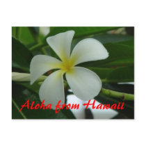 Aloha from Hawaii postcards