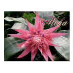 Aloha Greetings Tropical Bromeliad Post Card