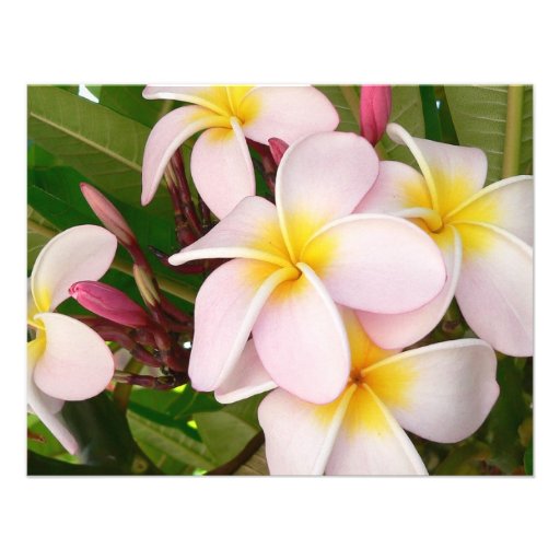 Aloha Hawaiian Frangipani Blossoms Bridal Shower Personalized Invite