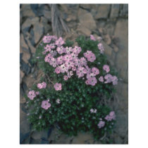 Alone Plant Flyer