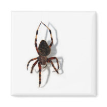 Along Came A Spider - magnet