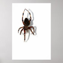 Along Came A Spider Poster