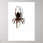Along Came A Spider Poster