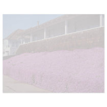 Along Cliff Road, Santa Cruz, California Letterhead
