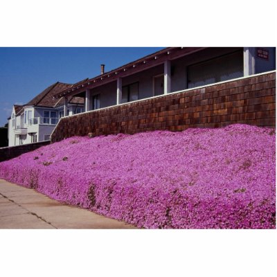 Along Cliff Road, Santa Cruz, California Photo Cutouts by inspirelove