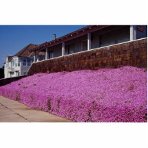 Along Cliff Road, Santa Cruz, California Photo Cutouts