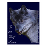 Aloof Grey Wolf Wildlife-supporter Postcard