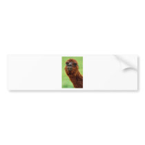 alpaca-18009_640.jpg