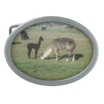 Alpaca and Cria Oval Belt Buckles